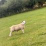 PB Texel Ram Lambs Image 2