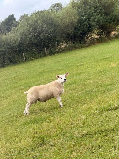 PB Texel Ram Lambs