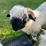 Valais black nose Image 7