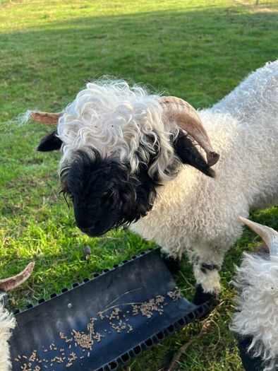 Valais black nose