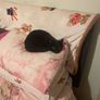 cat Image 2