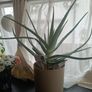 aloe Vera plant  just the way it looks. Grown by me Image 2