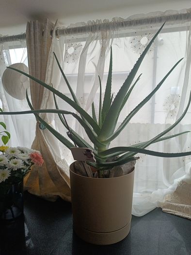 aloe Vera plant  just the way it looks. Grown by me