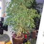 ficus benjamina weeping fig Tree Image 2