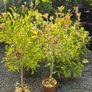 Large Shrubs and Trees Image 6
