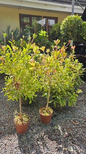 Large Shrubs and Trees