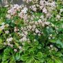 London Pride (Saxifraga umbrium) Image 4