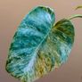 Philodendron Giganteum Variegated Image 5