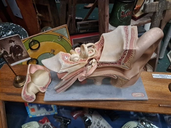 Vintage Human Ear Anatomical