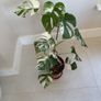 variegated monstera Image 4