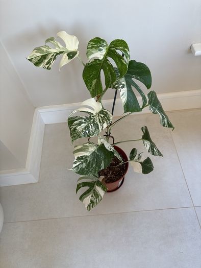 variegated monstera
