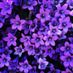 Oconnor_12345