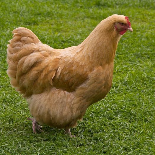 hens buff orpington
