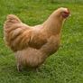 hens buff orpington Image 3