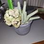 Cactus plants artificial potted Image 6