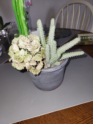Cactus plants artificial potted