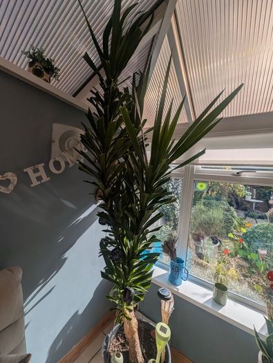 plants