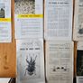 1960s Department Of Agricultural Booklets On Farming. Topics Such As Patato Growing,planting Forest Trees,desease Control And Others. In Good Condition.  See Photos For Same. Image 3