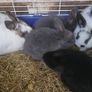 Rabbits-Dwarf Image 9