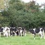 10 Pedigree registered Fr heifer calves Image 7