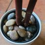 Artificial 4 Foot Fig Tree in Ceramic Pot with River Pebbles Image 4