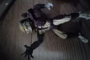 Predator