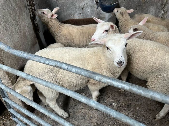 Ewe lambs