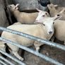 Ewe lambs Image 2