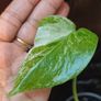No.80 Monstera Albo baby Image 6