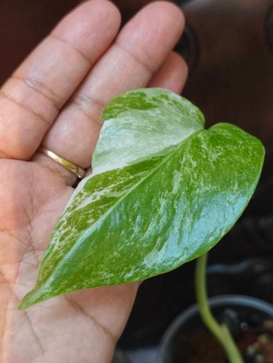 No.80 Monstera Albo baby