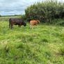 Cows calf Image 7