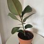 Indoor Plant Image 2