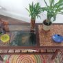 Stunning and Unique/Rare Mid Century Modern Wooden Coffee Table with Smoked Glass and Acid-Etched Copper Inlay and Slatted Magazine Shelf Image 9