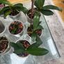 Orchids plants x8 Image 6