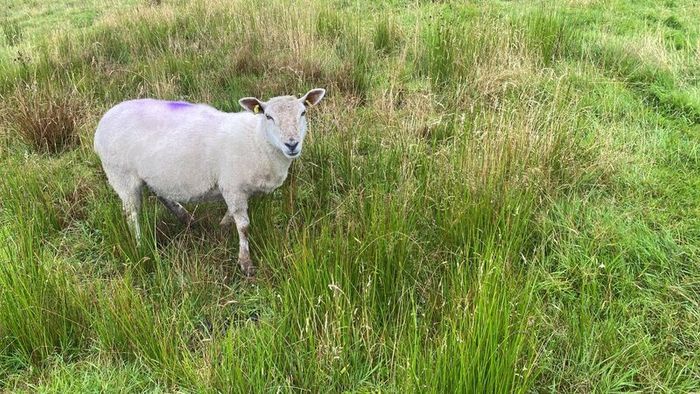 Young x bred sheep and ram lambs