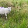 Young x bred sheep and ram lambs Image 7