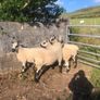 Kerry Hill PBNR Rams Image 2