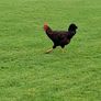 Roosters Image 3