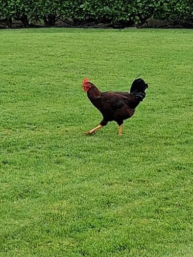 Roosters