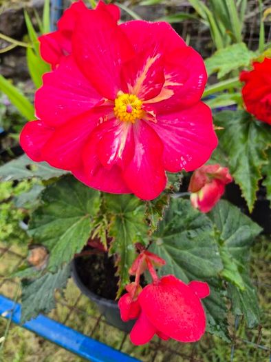 plants for sale
