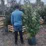 Cordyline trees 3/4ft  just 45 euro Image 6