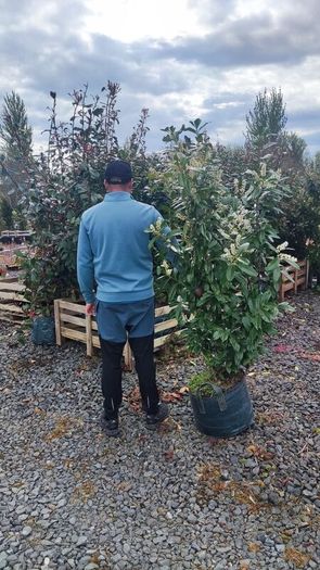 Cordyline trees 3/4ft  just 45 euro