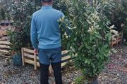 Cherry Laural Hedging 5/6 FT from 35 euro