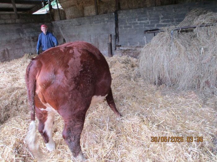 2 Pbr Hereford Bulls And 3  Pbr Hereford Hefiers F