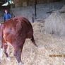 2 Pbr Hereford Bulls And 3  Pbr Hereford Hefiers F Image 3