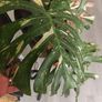 Monstera Collection Image 4
