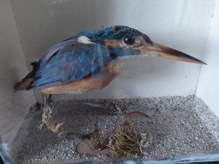 Antique taxidermy Kingfisher in wooden case with a glass front