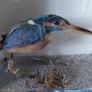 Antique taxidermy Kingfisher in wooden case with a glass front Image 2