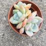 plant Image 6