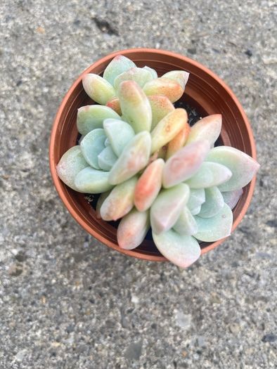 plant